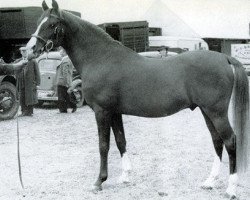 stallion Shihab EAO (Arabian purebred, 1935, from Algol ox)