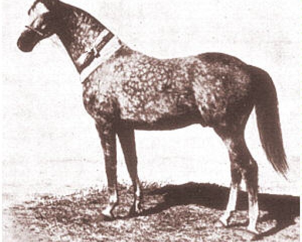 stallion Sirdar ox (Arabian purebred, 1930, from Shahzada 1913 ox)