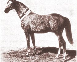 stallion Sirdar ox (Arabian purebred, 1930, from Shahzada 1913 ox)
