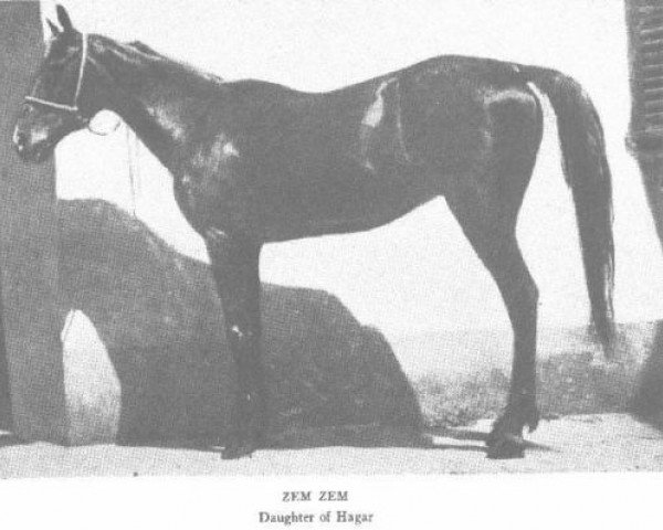 broodmare Zem-Zem ox (Arabian purebred, 1889, from El Emir DB)
