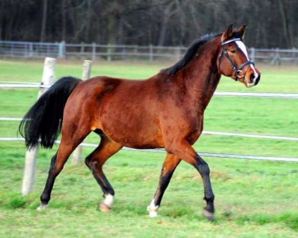 Pferd Querido (Deutsches Sportpferd, 2009, von Quidamo)