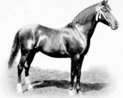 stallion Rafyk ox (Arabian purebred, 1890, from Azrek 1881 DB)