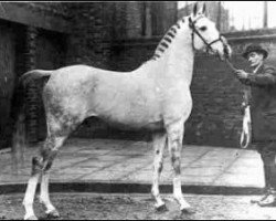 stallion Shazada ox (Arabian purebred, 1913, from Mootrub 1887 DB)