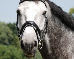 horse Zindorado van Venhof (KWPN (Royal Dutch Sporthorse), 2004, from Indorado)