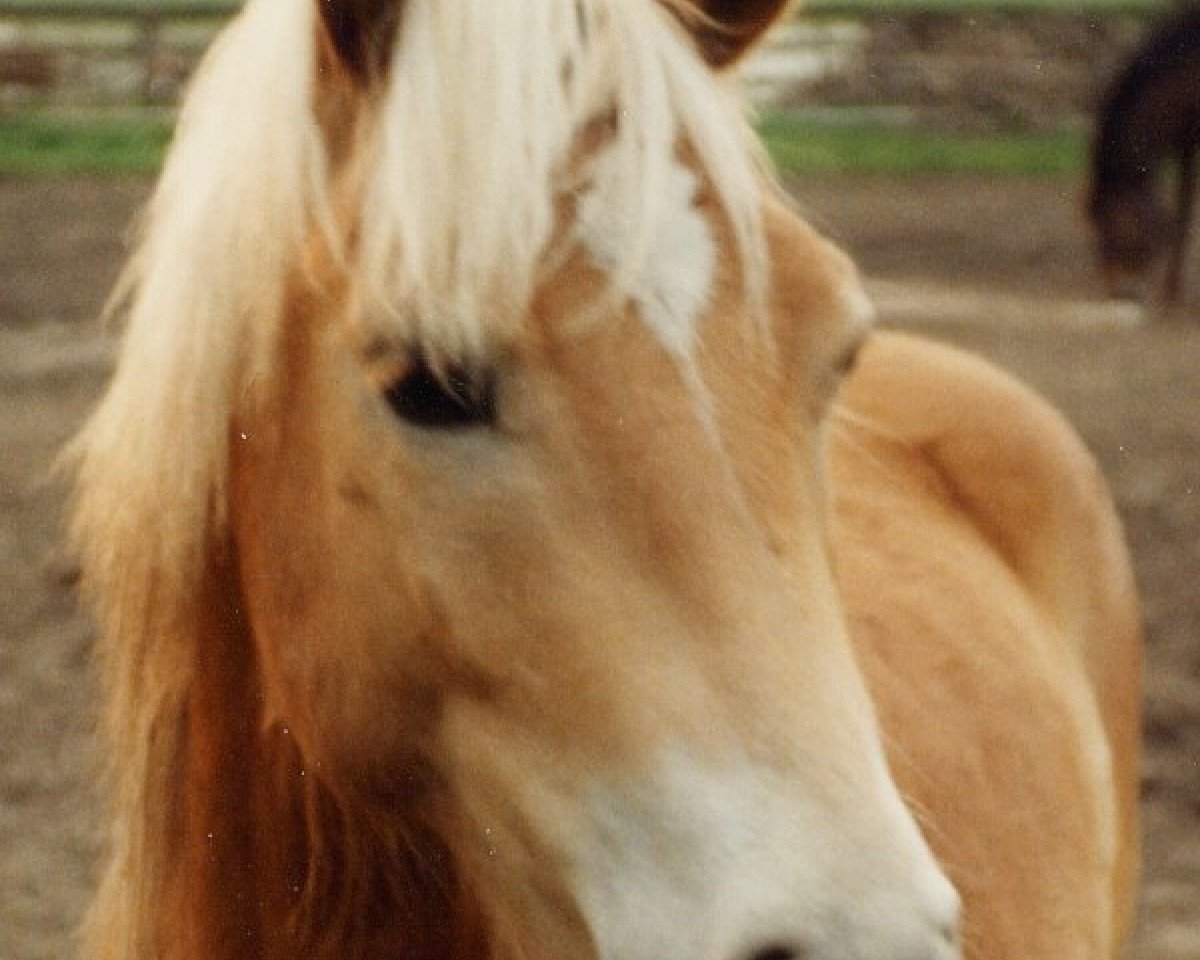 Pferd Alex (Haflinger, 1991, von Apollo (6,25% ox))