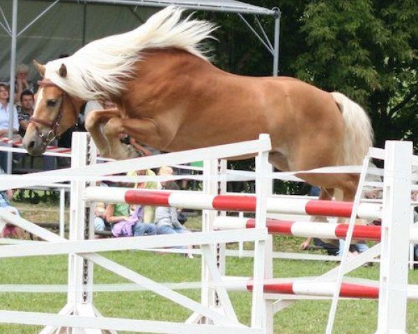 dressage horse Wellington (5,08% ox) (Edelbluthaflinger, 2004, from Winterstar (6,25% ox)) dressage horse Wellington (5,08% ox) (Edelbluthaflinger, 2004, from Winterstar (6,25% ox))