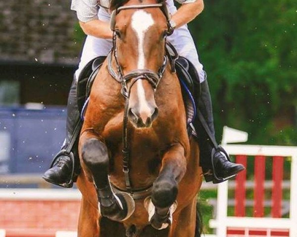 jumper Legolas J (Holsteiner, 2008, from Loran)