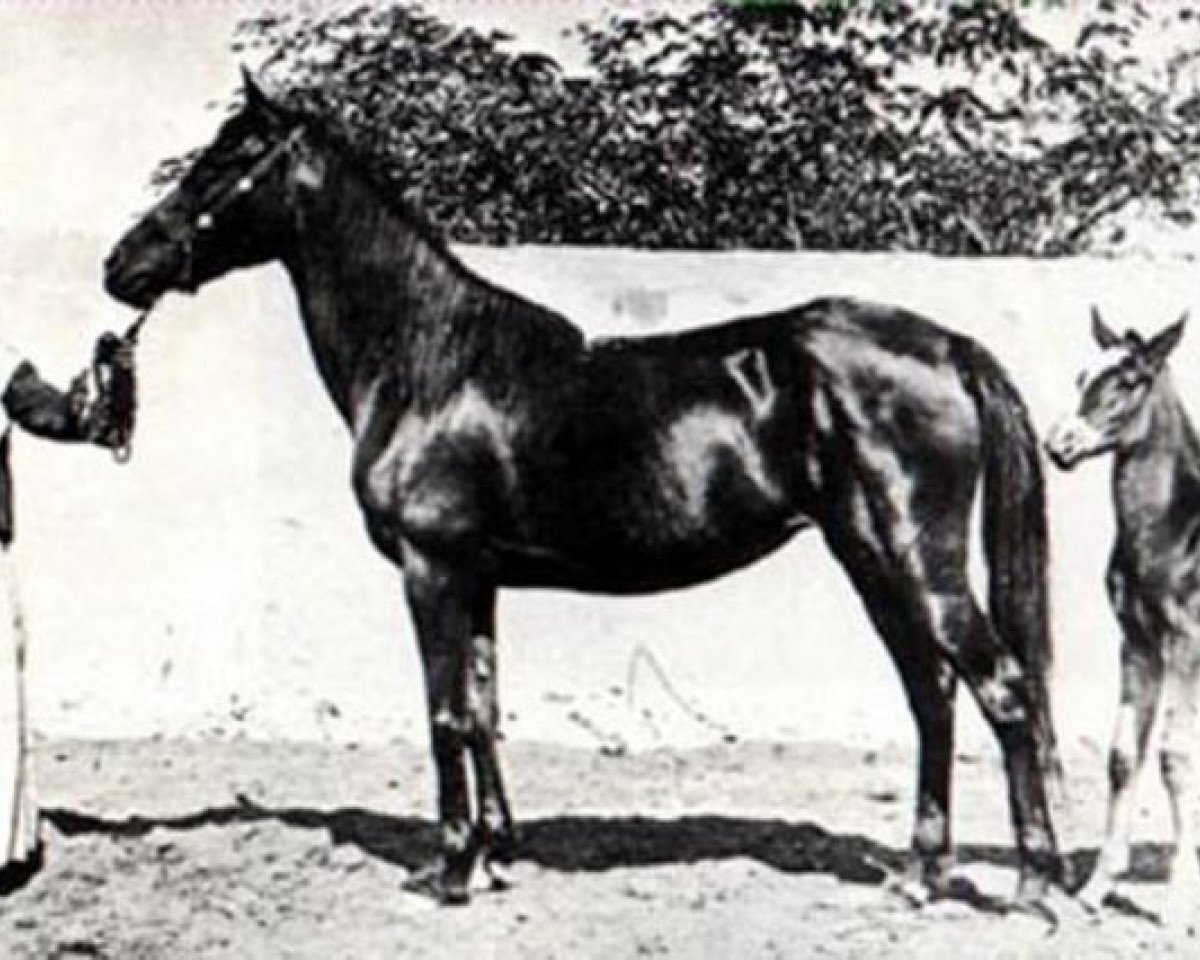 Fattrice Ghazieh 1850 DB (Puro sangue arabo, 1850, di Obeyni DB)