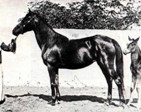 broodmare Ghazieh 1850 DB (Arabian purebred, 1850, from Obeyni DB) broodmare Ghazieh 1850 DB (Arabian purebred, 1850, from Obeyni DB)