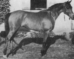 broodmare Mahfouza 1943 RAS (Arabian purebred, 1943, from Hamdan 1936 RAS)