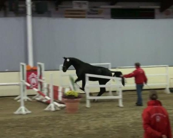 Münster-Handorf
Freitag, den 14.Oktober 2011
Vorauswahl für 2-jährige Reitpferdehengste zur NRW- Hauptkörung 2011
1.Ring
