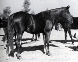 broodmare Sameera EAO (Arabian purebred, 1954, from Mahfouz 1988 EAO)