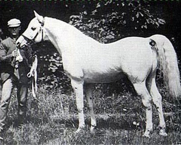 stallion Shahwan 1887 ox (Arabian purebred, 1887, from Wazir 1863 ox)