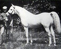 stallion Shahwan 1887 ox (Arabian purebred, 1887, from Wazir 1863 ox)