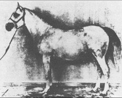 broodmare Nonliker ox (Arabian purebred, 1898, from Shahwan 1887 ox)