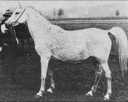 broodmare Onrust ox (Arabian purebred, 1903, from Garaveen 1892 ox)