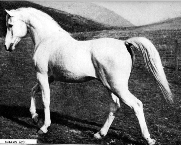 stallion Gharis ox (Arabian purebred, 1927, from Abu Zeyd 1904 ox)