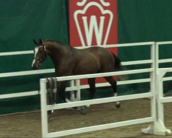 Münster-Handorf
Mittwoch, den 12. Oktober 2011
Vorauswahl für 2-jährige Reitpferdehengste zur NRW- Hauptkörung 2011
1.Ring
