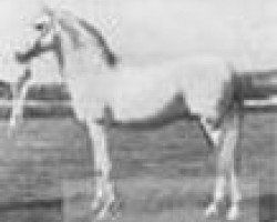 stallion Ben Azrek 1892 ox (Arabian purebred, 1892, from Azrek 1881 DB)