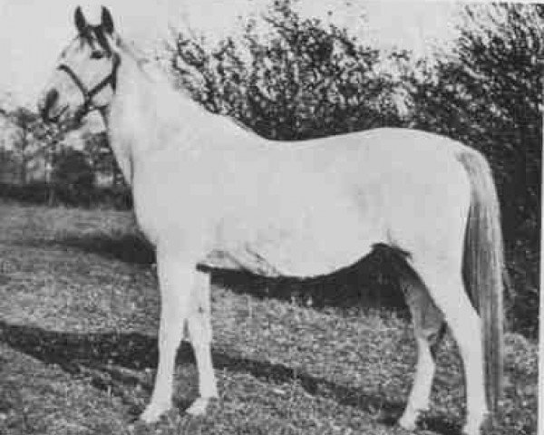 broodmare Ruth Kesia 1903 ox (Arabian purebred, 1903, from Ben Azrek 1892 ox)