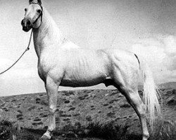 stallion Kaaba ox (Arabian purebred, 1925, from Nuri Pasha 1920 ox)