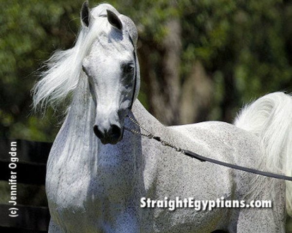 stallion Imperial Madaar EAO (Arabian purebred, 1987, from Imperial Madheen ox)