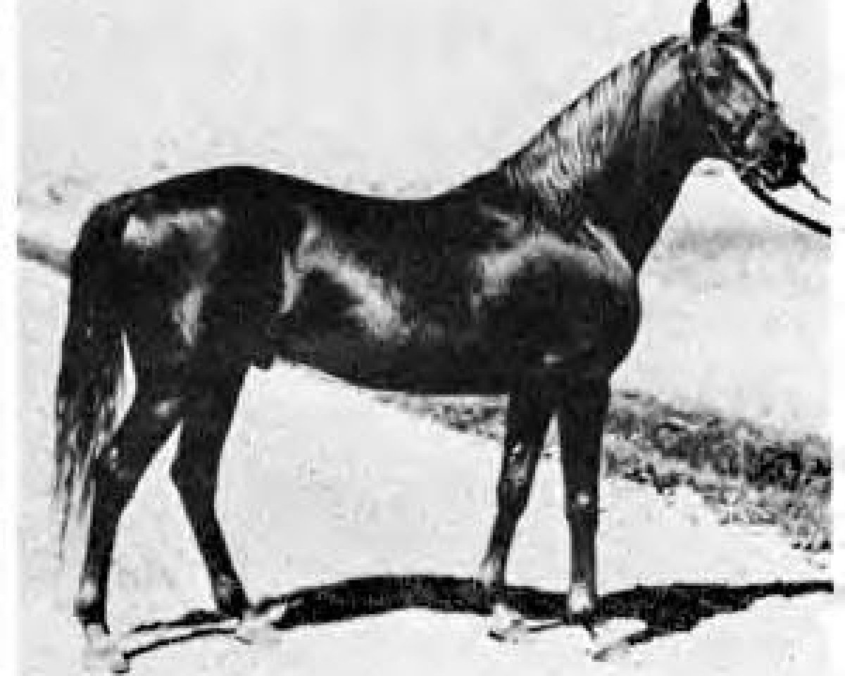 stallion Antez ox (Arabian purebred, 1921, from Harara ox)