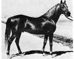 stallion Antez ox (Arabian purebred, 1921, from Harara ox)