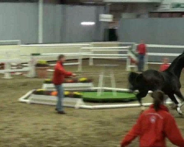Münster-Handorf
Montag, den 10. Oktober 2011
Vorauswahl für 2-jährige Reitpferdehengste zur NRW- Hauptkörung 2011
3.Ring