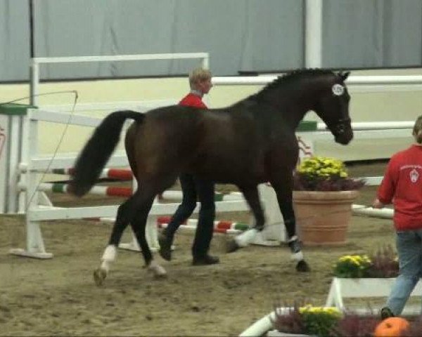 Münster-Handorf
Montag, den 10. Oktober 2011
Vorauswahl für 2-jährige Reitpferdehengste zur NRW- Hauptkörung 2011
3.Ring