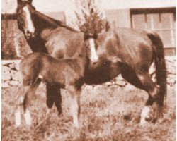 stallion Kasar ox (Arabian purebred, 1929, from Letan ox)
