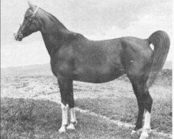 broodmare Rosa Rugosa ox (Arabian purebred, 1907, from Imamzada ox)