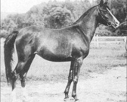broodmare Ramim EAO (Arabian purebred, 1915, from Berk 1903 ox)