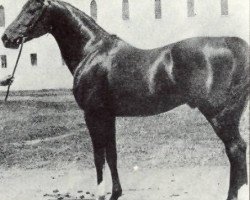 stallion Khaled ox (Arabian purebred, 1895, from Nimr 1891 ox)