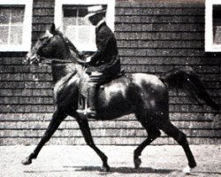 stallion Sidi ox (Arabian purebred, 1917, from Khaled ox)