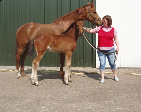 broodmare Charmette Balia PJ (KWPN (Royal Dutch Sporthorse), 2007, from Ustinov) broodmare Charmette Balia PJ (KWPN (Royal Dutch Sporthorse), 2007, from Ustinov)