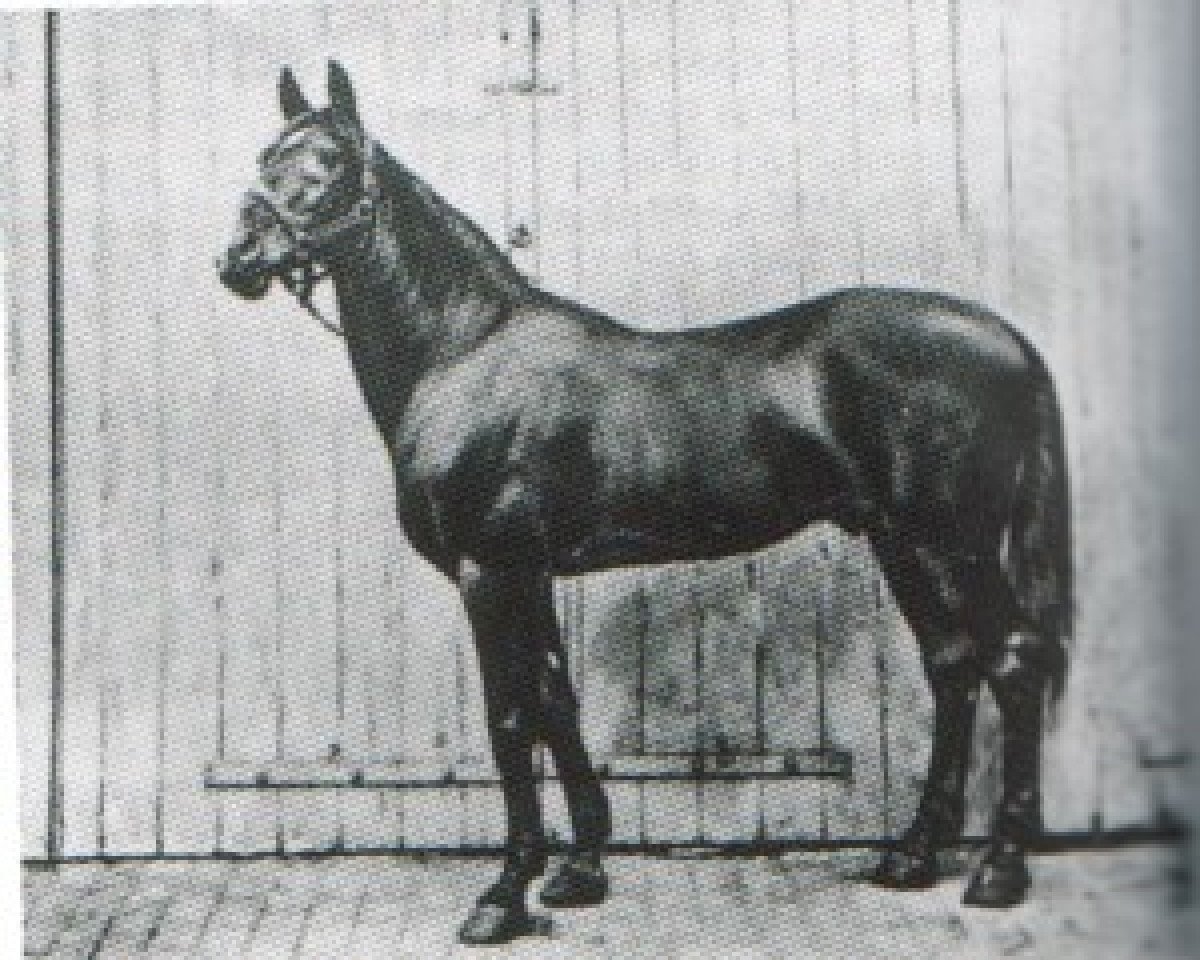 stallion El Emir DB (Arabian purebred, 1873)