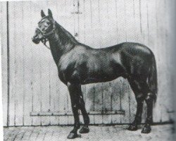 stallion El Emir DB (Arabian purebred, 1873)