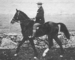 stallion Imamzada ox (Arabian purebred, 1891, from Imam 1886 ox)