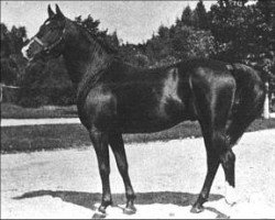 stallion Rehal EAO (Arabian purebred, 1923, from Sidi ox)
