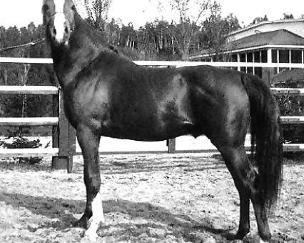 stallion Gulastra ox (Arabian purebred, 1924, from Astraled 1900 ox)