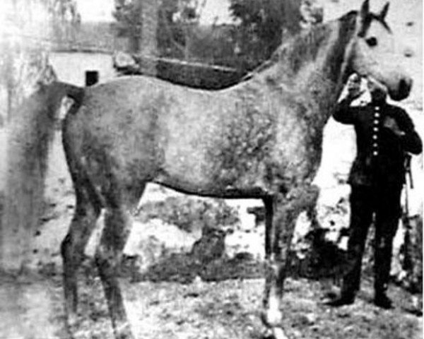 stallion Egipto ox (Arabian purebred, 1919, from Wan Dick 1898 ox)