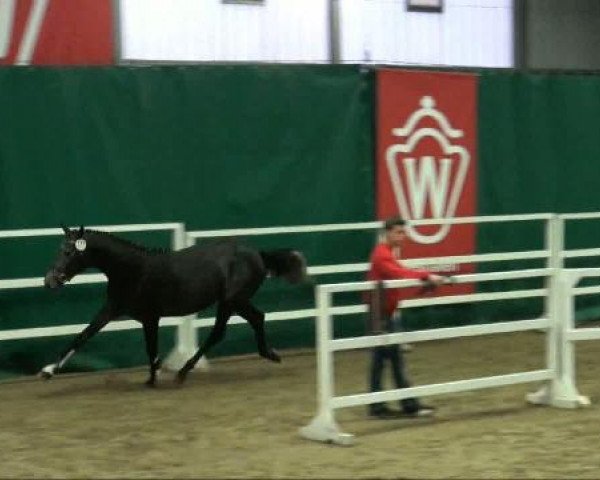 Münster-Handorf
Dienstag, den 11. Oktober 2011
Vorauswahl für 2-jährige Reitpferdehengste zur NRW- Hauptkörung 2011
1.Ring
