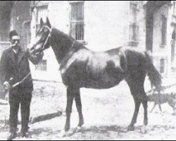 broodmare Zulima ox (Arabian purebred, 1897)