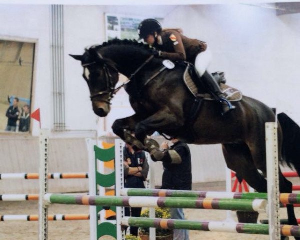 jumper Laurentis 2 (Westphalian, 2009, from Limbus)