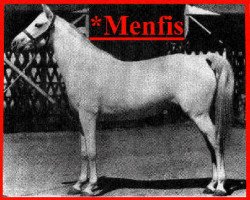 broodmare Menfis ox (Arabian purebred, 1927, from Egipto ox)