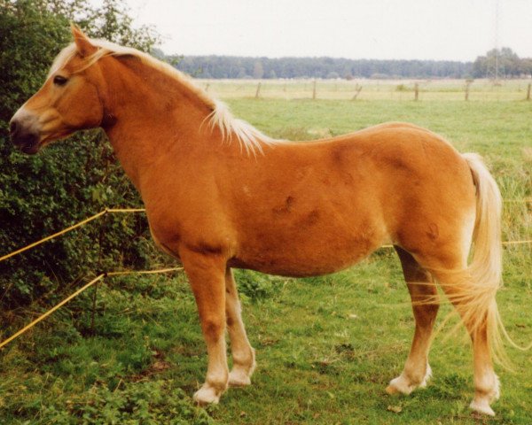 broodmare Guta (Haflinger, 1972, from Nestor)