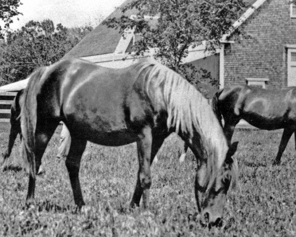 broodmare Haffia 1906 DB (Arabian purebred, 1906, from A Hamdani Simri ox) broodmare Haffia 1906 DB (Arabian purebred, 1906, from A Hamdani Simri ox)