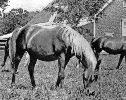 broodmare Haffia 1906 DB (Arabian purebred, 1906, from A Hamdani Simri ox)