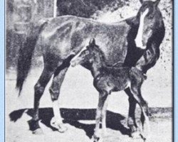 broodmare Sheba ox (Arabian purebred, 1902, from Mannaky jr. ox)